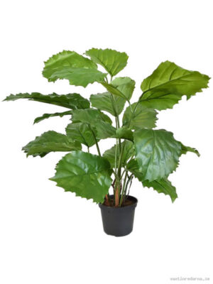 Tetrastigma Voinierianum - Vaxtinredarna.se