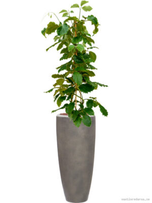 Tetrastigma voinierianum in Baq Nucast - Vaxtinredarna.se