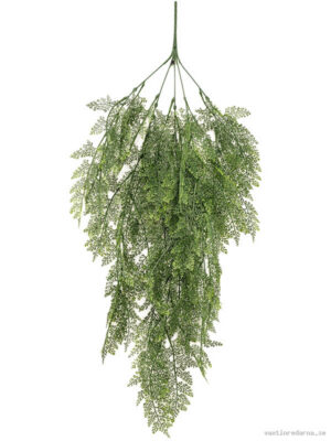Thuja - Vaxtinredarna.se