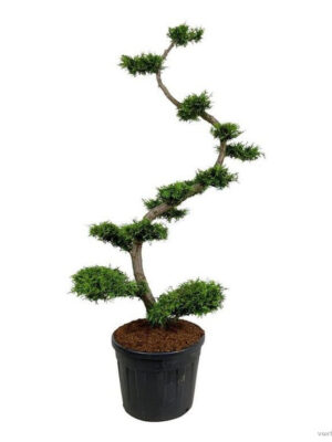 Thuja occidentalis 'Brabant' - Vaxtinredarna.se