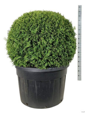 Thuja occidentalis 'Brabant' - Vaxtinredarna.se