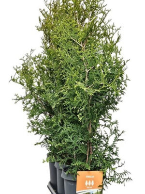 Thuja occidentalis 'Brabant' - Vaxtinredarna.se