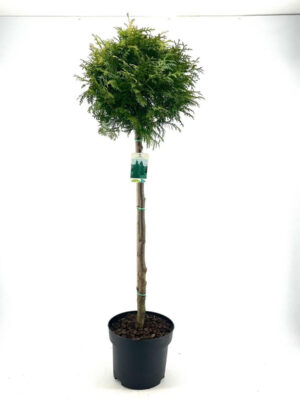 Thuja occidentalis 'Brabant' - Vaxtinredarna.se