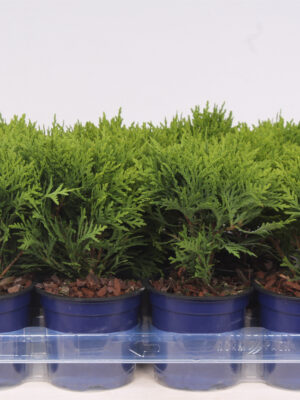 Thuja occidentalis 'Danica' - Vaxtinredarna.se