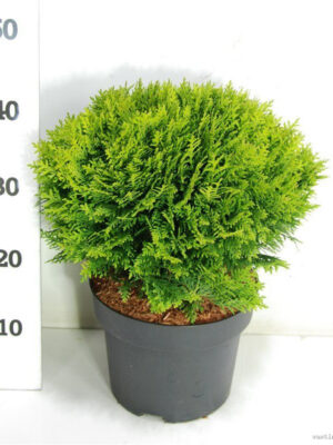 Thuja occidentalis 'Danica' - Vaxtinredarna.se