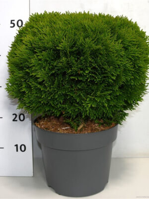 Thuja occidentalis 'Danica' - Vaxtinredarna.se