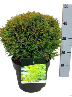 Thuja occidentalis 'Danica' - Vaxtinredarna.se