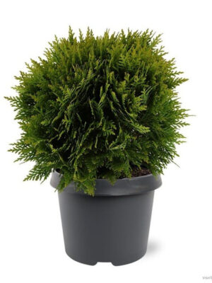 Thuja occidentalis 'Danica' - Vaxtinredarna.se