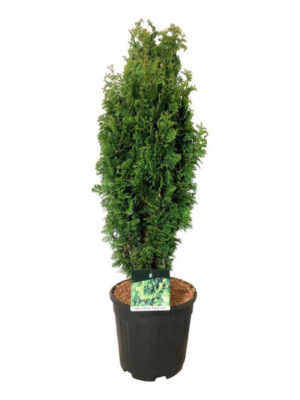 Thuja occidentalis 'Degroots Spire' - Vaxtinredarna.se