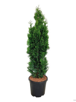 Thuja occidentalis 'Degroots Spire' - Vaxtinredarna.se