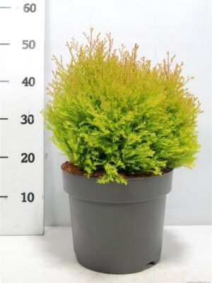Thuja occidentalis 'Fire Chief' - Vaxtinredarna.se