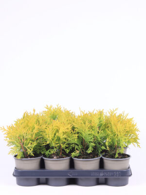 Thuja occidentalis 'Golden Globe' - Vaxtinredarna.se