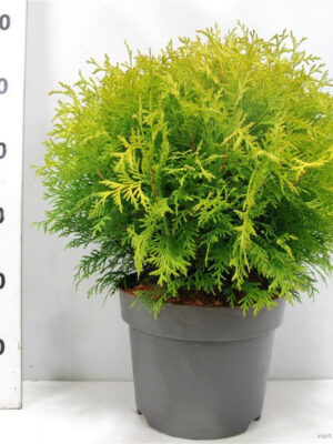 Thuja occidentalis 'Golden Globe' - Vaxtinredarna.se