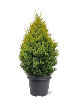 Thuja occidentalis 'Golden Smaragd' - Vaxtinredarna.se