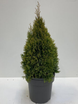 Thuja occidentalis 'Golden Smaragd' - Vaxtinredarna.se