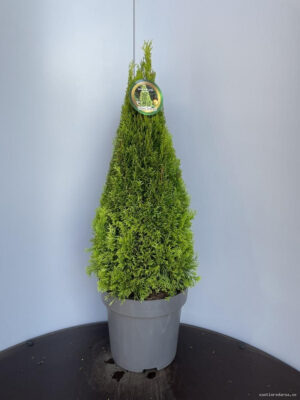 Thuja occidentalis 'Golden Smaragd' - Vaxtinredarna.se