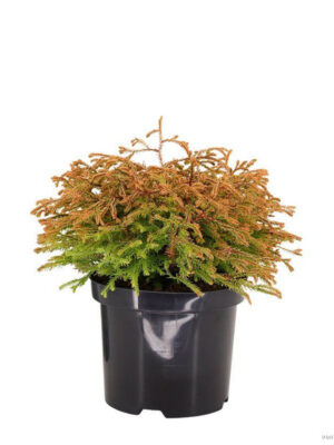 Thuja occidentalis 'Golden Tuffet' - Vaxtinredarna.se