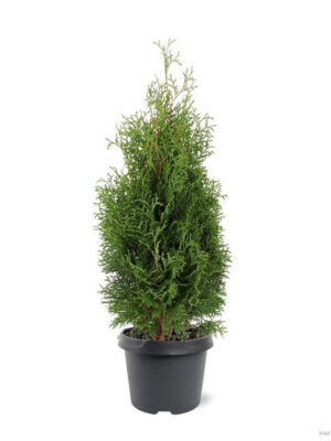 Thuja occidentalis 'Holmstrup' - Vaxtinredarna.se