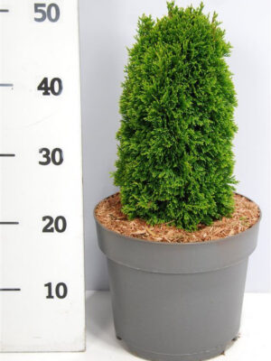 Thuja occidentalis 'Maks' - Vaxtinredarna.se