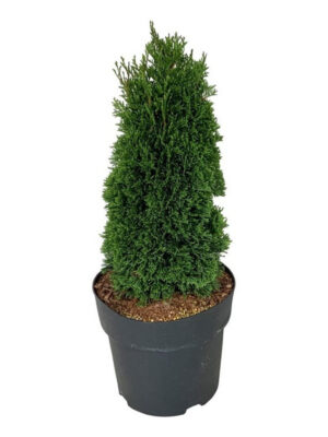 Thuja occidentalis 'Maks' - Vaxtinredarna.se