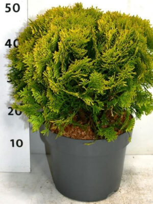 Thuja occidentalis 'Mirjam' - Vaxtinredarna.se