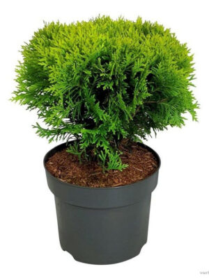 Thuja occidentalis 'Mirjam' - Vaxtinredarna.se