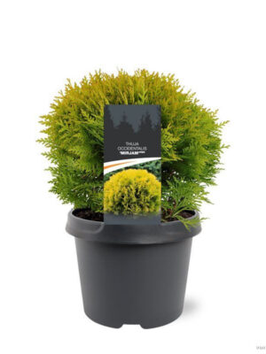 Thuja occidentalis 'Mirjam' - Vaxtinredarna.se