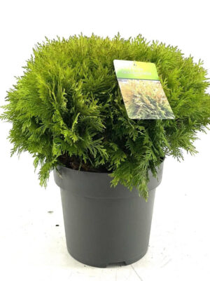 Thuja occidentalis 'Mirjam' - Vaxtinredarna.se