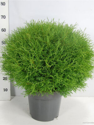 Thuja occidentalis 'Mr. Bowling Ball' - Vaxtinredarna.se