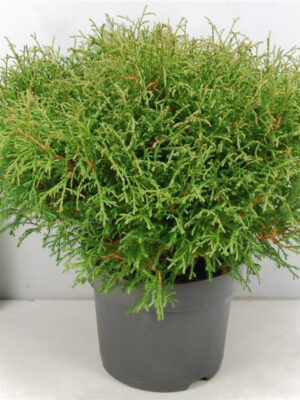 Thuja occidentalis 'Mr. Bowling Ball' - Vaxtinredarna.se