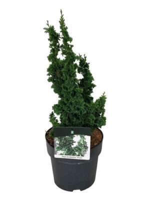 Thuja occidentalis 'Primo' - Vaxtinredarna.se