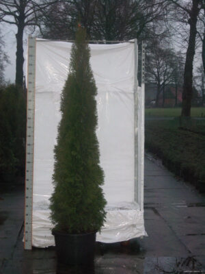 Thuja occidentalis 'Smaragd' - Vaxtinredarna.se