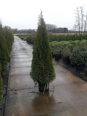 Thuja occidentalis 'Smaragd' - Vaxtinredarna.se