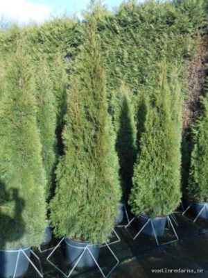 Thuja occidentalis 'Smaragd' - Vaxtinredarna.se
