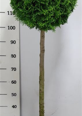Thuja occidentalis 'Smaragd'