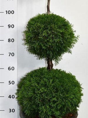Thuja occidentalis 'Smaragd' - Vaxtinredarna.se