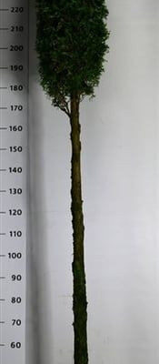 Thuja occidentalis 'Smaragd'