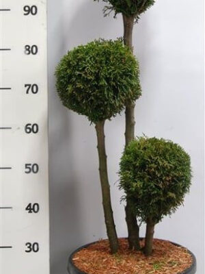 Thuja occidentalis 'Smaragd' - Vaxtinredarna.se