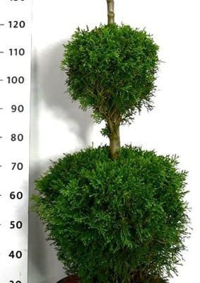 Thuja occidentalis 'Smaragd'