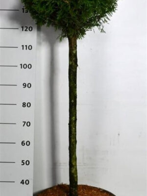 Thuja occidentalis 'Smaragd'