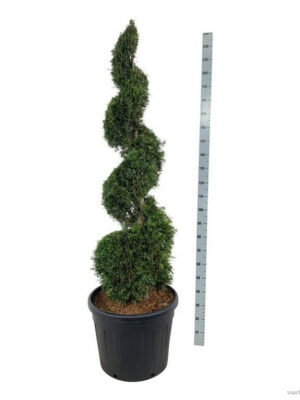 Thuja occidentalis 'Smaragd' - Vaxtinredarna.se