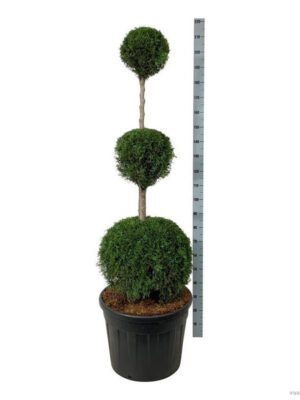 Thuja occidentalis 'Smaragd' - Vaxtinredarna.se