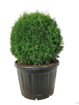 Thuja occidentalis 'Smaragd'