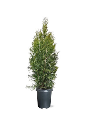 Thuja occidentalis 'Smaragd' - Vaxtinredarna.se