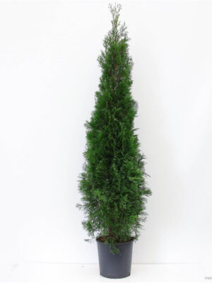 Thuja occidentalis 'Smaragd'
