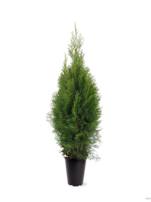 Thuja occidentalis 'Smaragd' - Vaxtinredarna.se