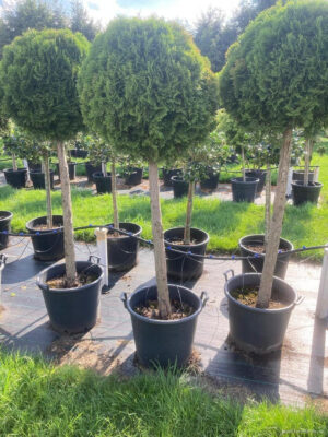 Thuja occidentalis 'Smaragd' - Vaxtinredarna.se