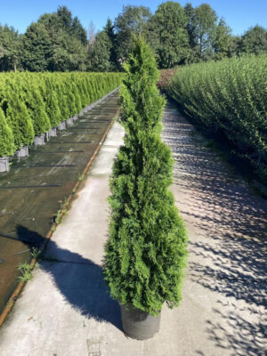 Thuja occidentalis 'Smaragd'