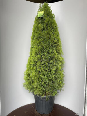 Thuja occidentalis 'Smaragd' - Vaxtinredarna.se