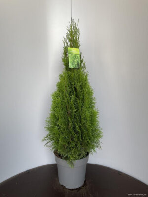 Thuja occidentalis 'Smaragd' - Vaxtinredarna.se